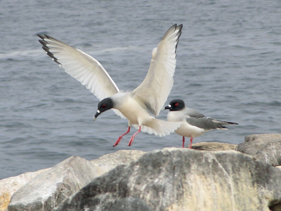 Galapagos 3-1-06 Espanola Punta Suarez Swallow-tailed Gulls